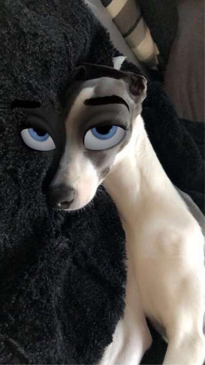 Windhunde - Treffen der besonderen Schönheiten
HERZLICH WILLKOMMEN-Beitrag-Bild