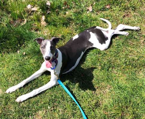 Windhunde - Treffen der besonderen Schönheiten
HERZLICH WILLKOMMEN-Beitrag-Bild