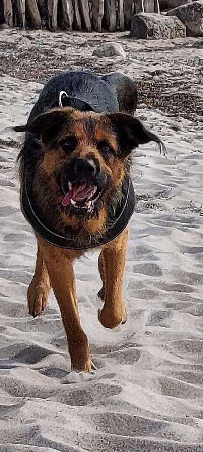 Lustigsten Grimassen von euren Hunden-Beitrag-Bild