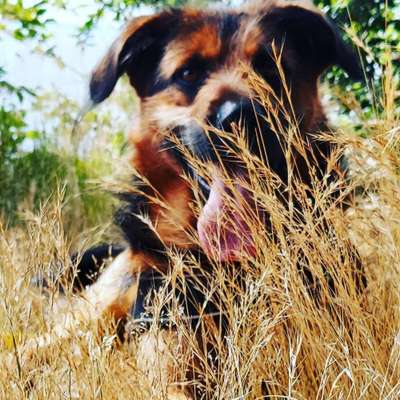 Wald Bild-Beitrag-Bild