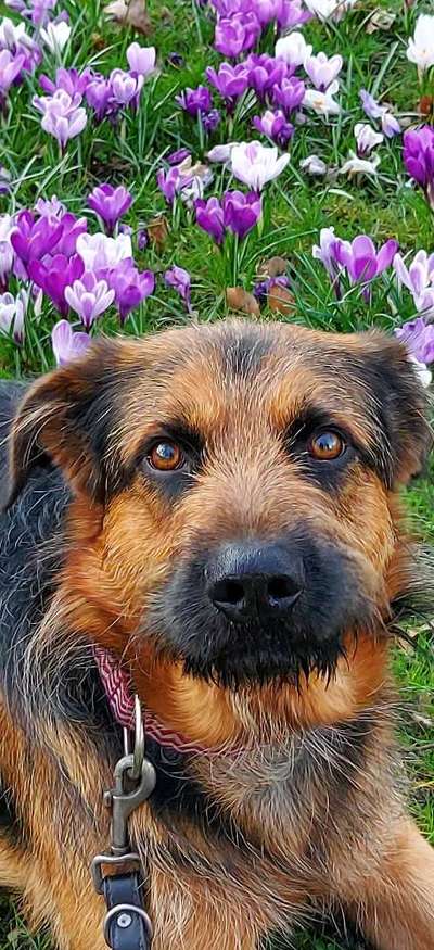 Dogorama Photo Challenge - Der Frühling kommt-Beitrag-Bild