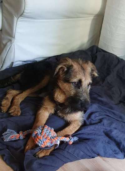 Welpen Bilder !-Beitrag-Bild