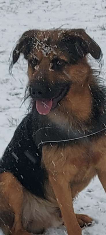 Postet das beste Foto von euren 4 beinern-Beitrag-Bild