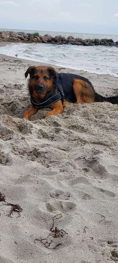 Mischlingshunde Foto Aufruf-Beitrag-Bild