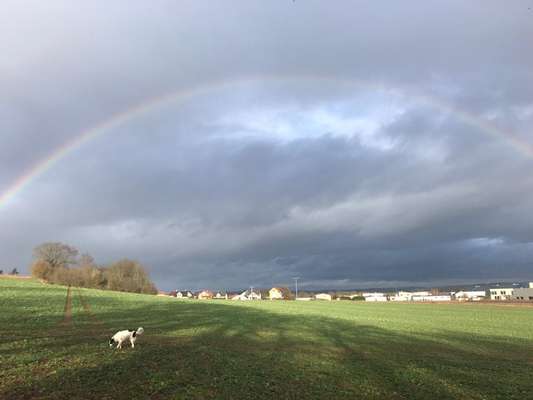 Hundetreffen-Gassirunde für alle-Bild