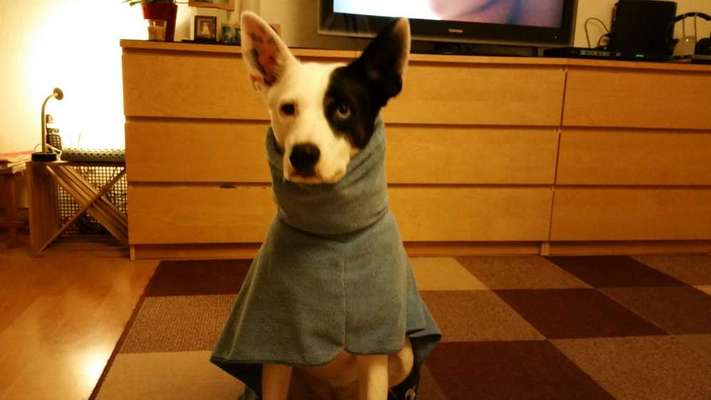 Dogorama Photo Challenge - Tre Chic!-Beitrag-Bild