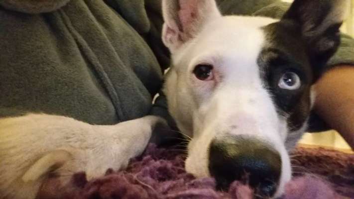 Schattenseiten der Hundehaltung-Beitrag-Bild