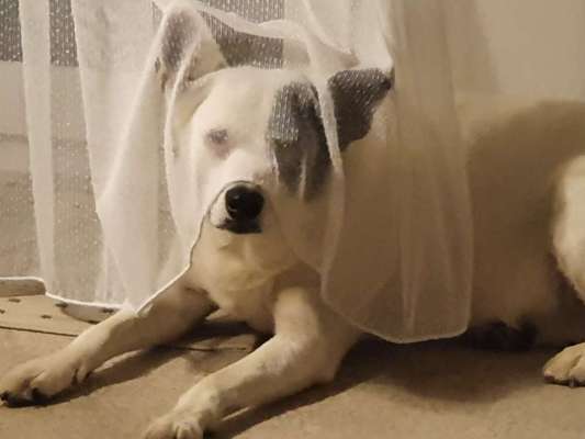 Postet das beste Foto von euren 4 beinern-Beitrag-Bild