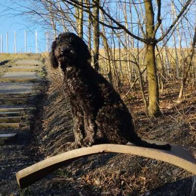 Hundetreffen-Treffen in Bodelschwingh-Bild