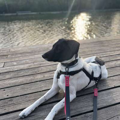 Hundetreffen-Hundebegegnungstraining-Bild