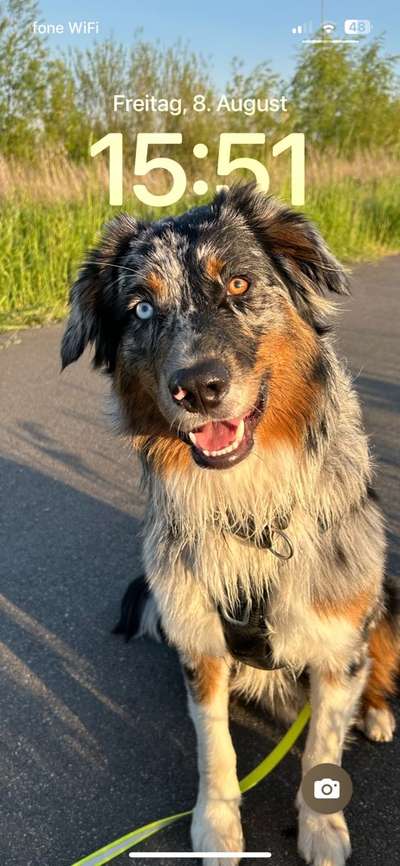 Hundetreffen-Einzelnen Kontakt zu anderen Welpen-Bild