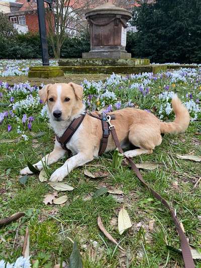 Hundetreffen-Begegnungstraining-Bild