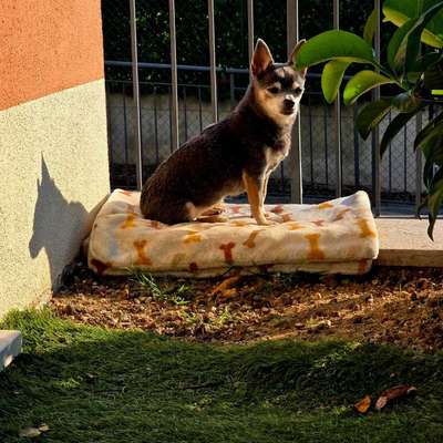 Hundetreffen-Hunde Kontakt-Bild