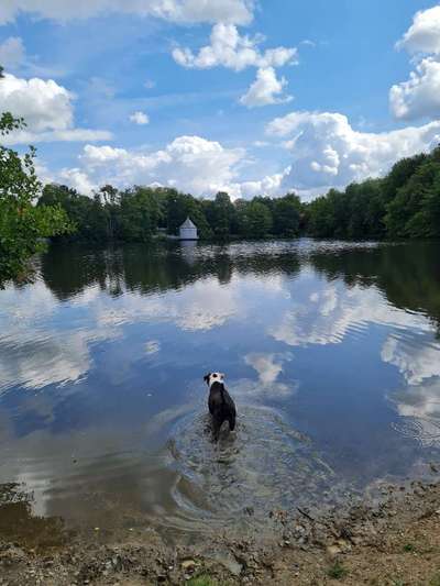 Hundeauslaufgebiet-Itzenplitzer Weiher-Bild