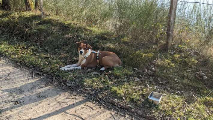 Auslandstierschutz-Beitrag-Bild