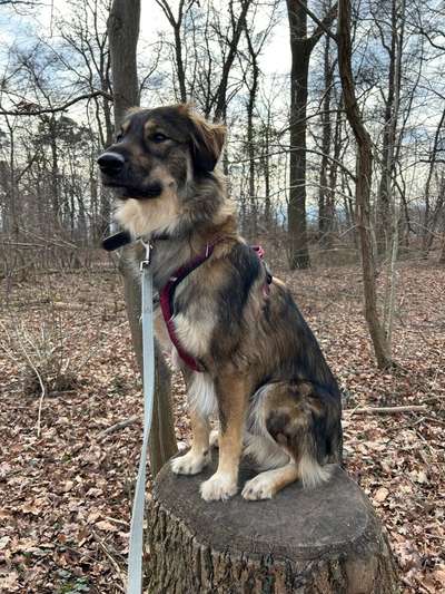 TierschutzhundeStammtisch🐕-Beitrag-Bild