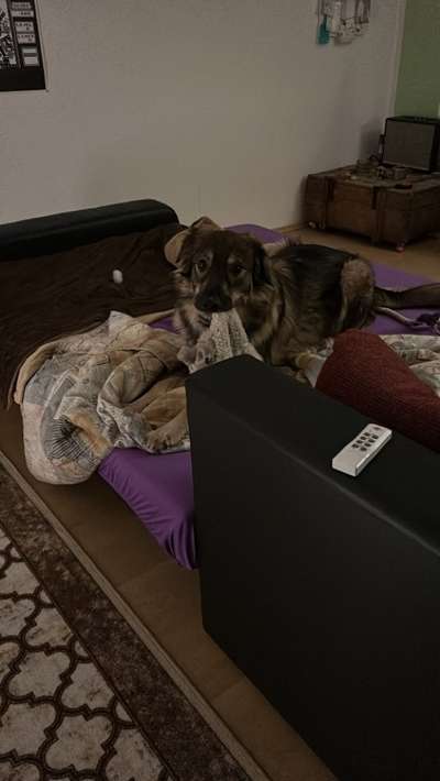 TierschutzhundeStammtisch🐕-Beitrag-Bild