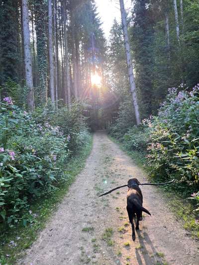 Hundetreffen-Labbitreff Trier 🍀-Bild