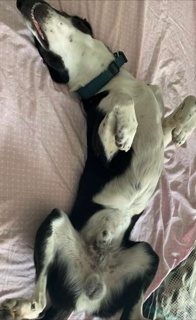 Dogorama Photo Challenge - Zeigt her eure Bäuche-Beitrag-Bild