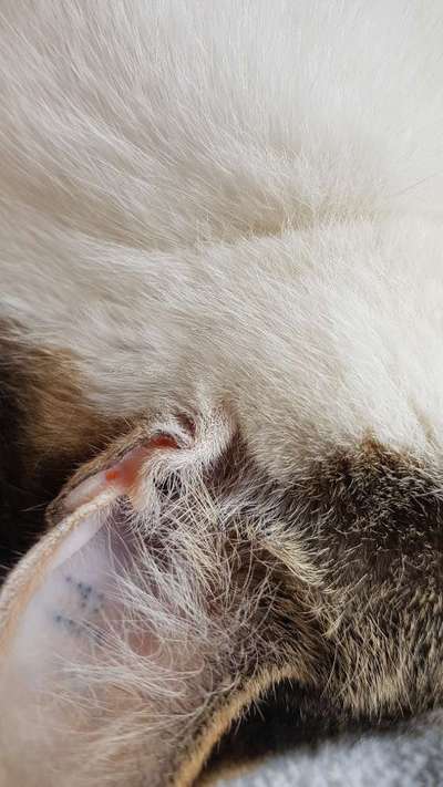 Könnten das Grasmilben sein ?-Beitrag-Bild