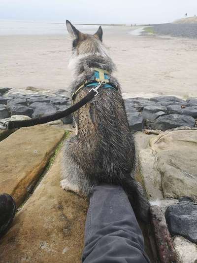 Dogorama-Monats-Challenge-Mai "Wasser"-Beitrag-Bild