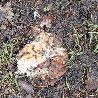 Giftköder-Giftköder vermutlich-Bild