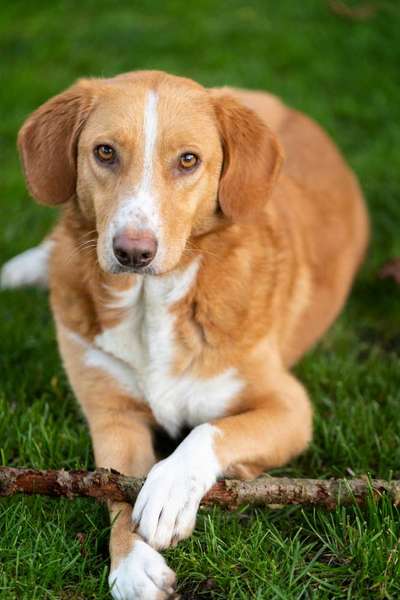 Unsere Fellnasen-Vielfalt im Überblick!-Beitrag-Bild