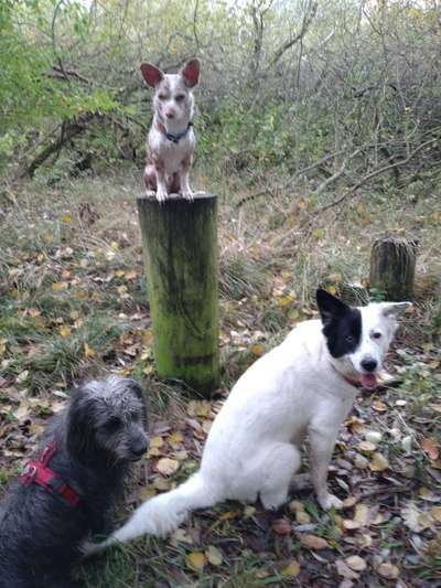 Mischlinge - wo habt Ihr Eure gefunden?-Beitrag-Bild