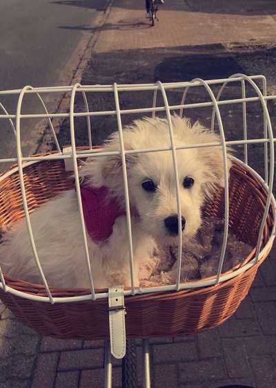 Die Dogorama Kalender Challenge 4/4-Beitrag-Bild