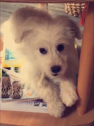 Welpen Bilder !-Beitrag-Bild