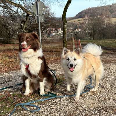 Hundetreffen-Spazieren gehen-Bild