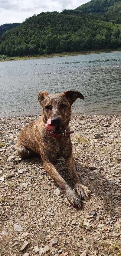 Die Dogorama Wochen Challenge "Friends will be Friends"-Beitrag-Bild