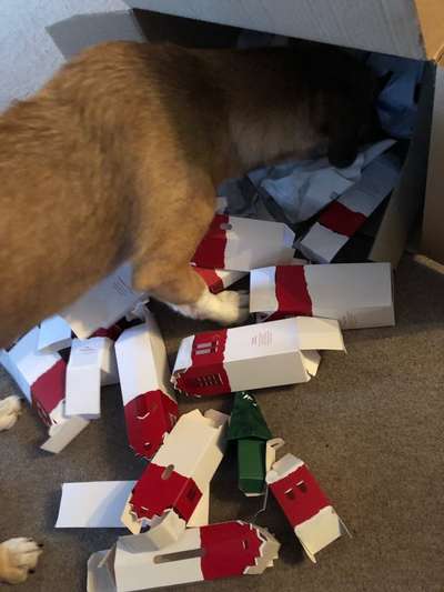 Schnüffelteppich-Beitrag-Bild