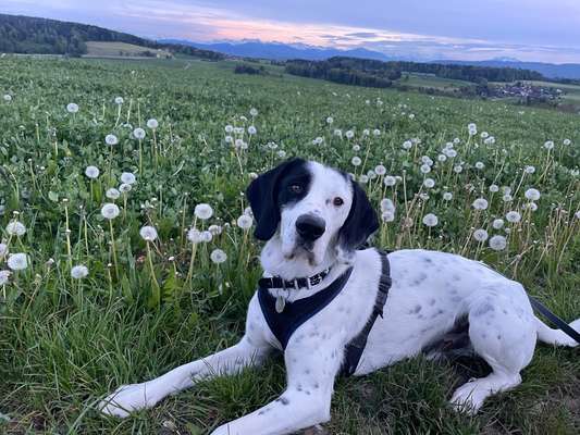 Griechische Bracke-Beitrag-Bild