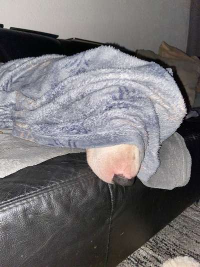 Miniatur Bull Terrier-Beitrag-Bild