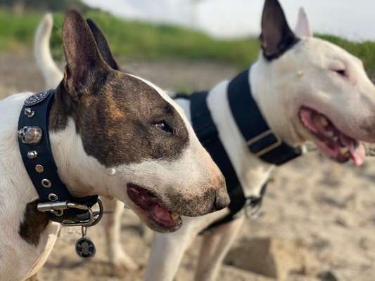 Miniatur Bull Terrier-Beitrag-Bild