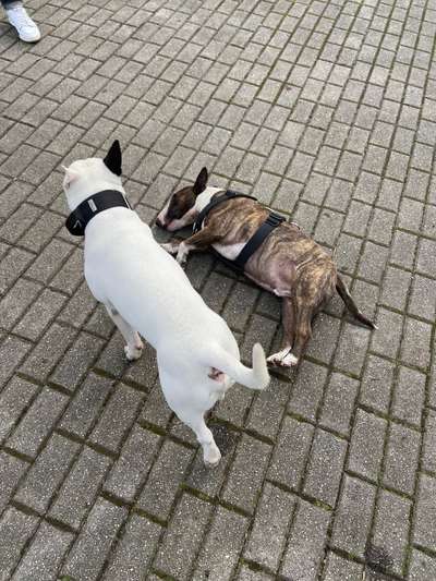 Miniatur Bull Terrier-Beitrag-Bild