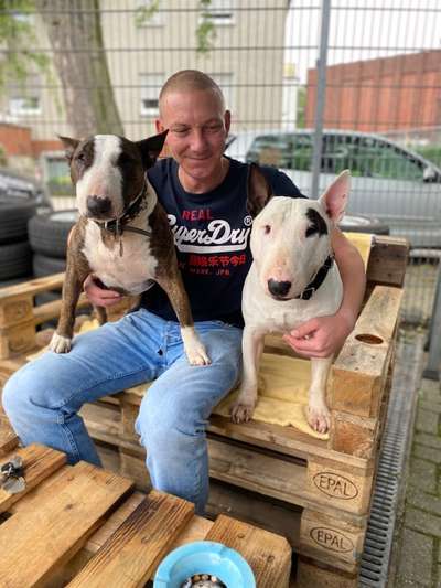 Miniatur Bull Terrier-Beitrag-Bild