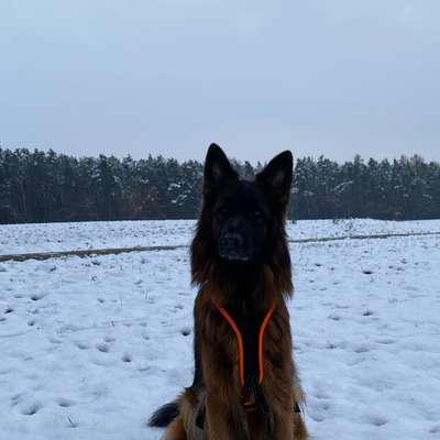 Hundetreffen-Suche Hundfreunde für meinen Hund-Bild