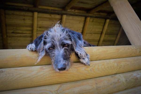 Hundetreffen-Sozialwalks in Hannover-Bild