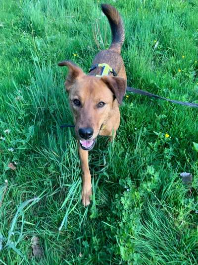 Die Dogorama Monats Challenge "Es grünt und blüht"-Beitrag-Bild