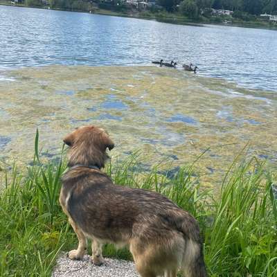 Hundetreffen-Spaziergang und Spielrunde-Bild