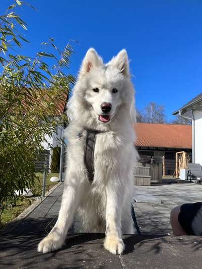 Samojede-Beitrag-Bild