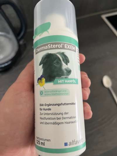 Samojede-Beitrag-Bild