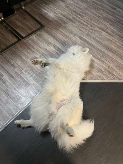 Samojede-Beitrag-Bild