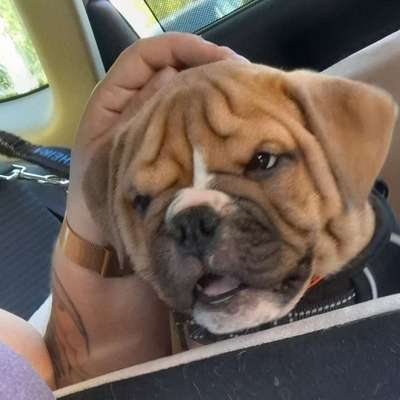 Hundetreffen-Welpentreffen-Bild