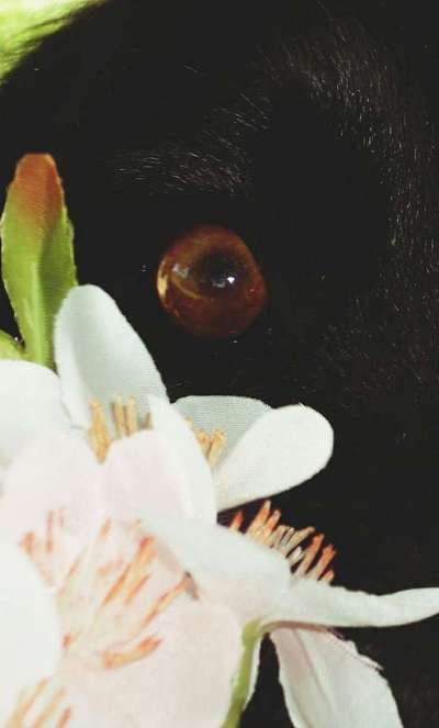 Dein Hund im Dogorama-Kalender 2021-Beitrag-Bild