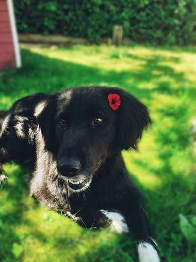 Dein Hund im Dogorama-Kalender 2021-Beitrag-Bild