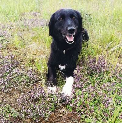 Dein Hund im Dogorama-Kalender 2021-Beitrag-Bild