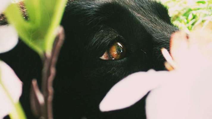 Dein Hund im Dogorama-Kalender 2021-Beitrag-Bild